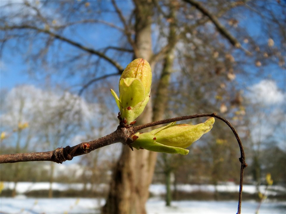 Tatarischer Steppen-Ahorn (Acer tataricum) an der Saar in Sankt Arnual