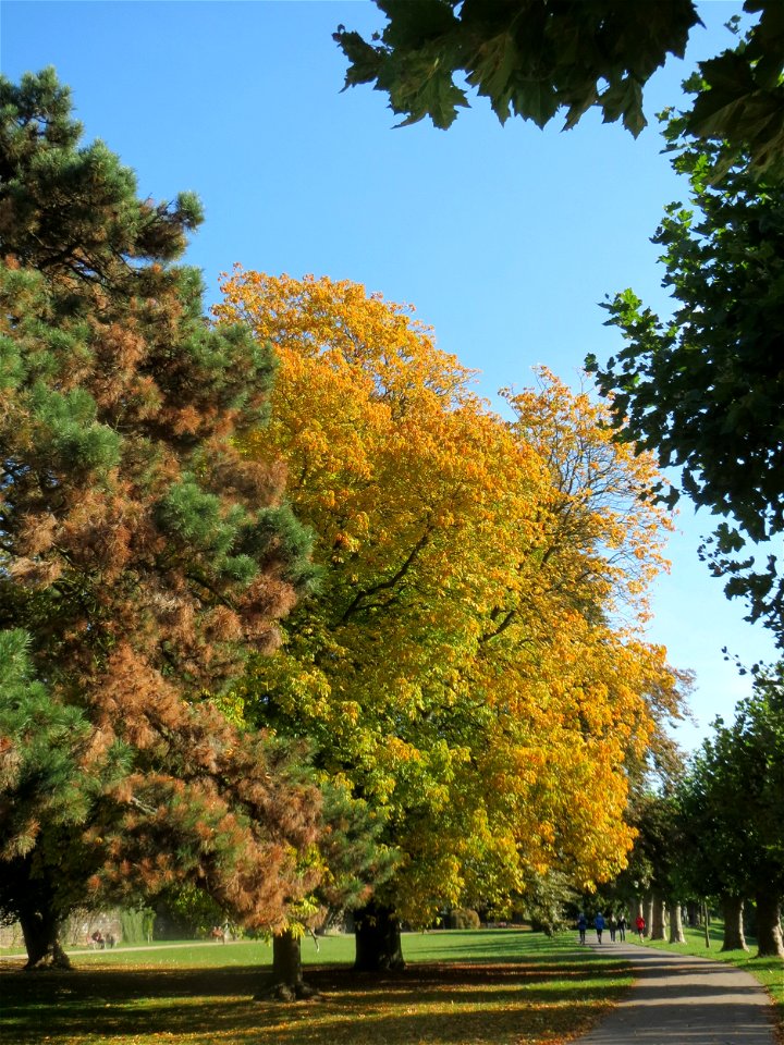 Gelbe Rosskastanie (Aesculus flava) am Staden in Saarbrücken