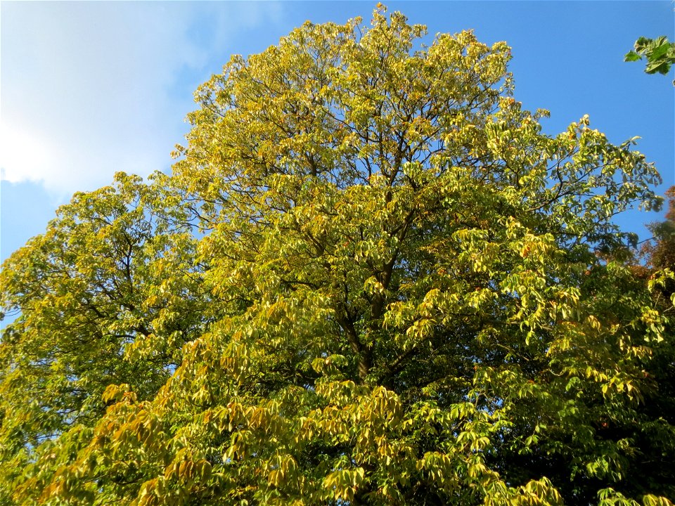 Gelbe Rosskastanie (Aesculus flava) am Staden in Saarbrücken