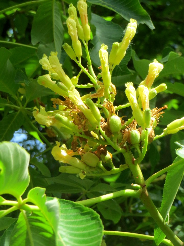 Gelbe Rosskastanie (Aesculus flava) am Staden in Saarbrücken
