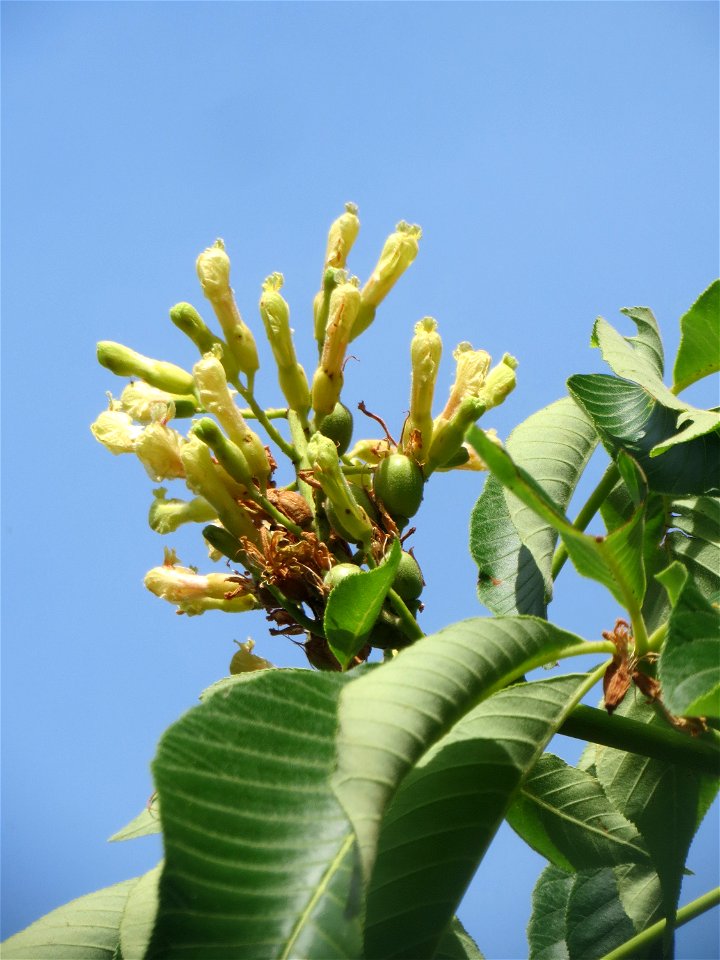 Gelbe Rosskastanie (Aesculus flava) am Staden in Saarbrücken