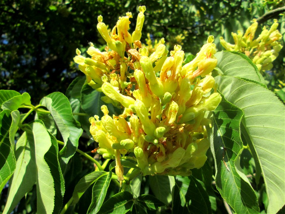 Gelbe Rosskastanie (Aesculus flava) am Staden in Saarbrücken