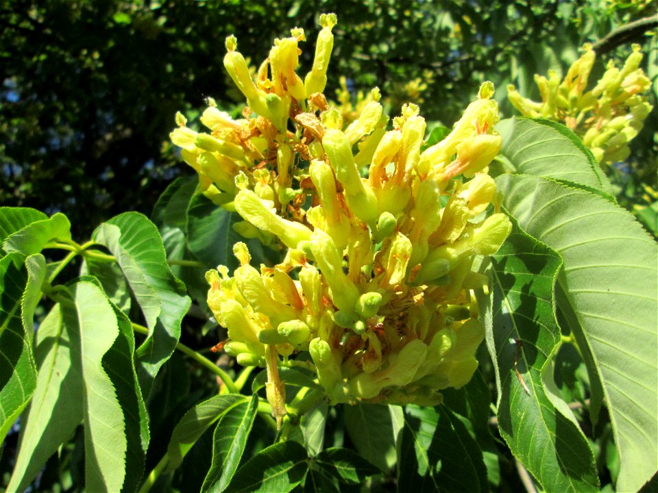 Gelbe Rosskastanie (Aesculus flava) am Staden in Saarbrücken photo