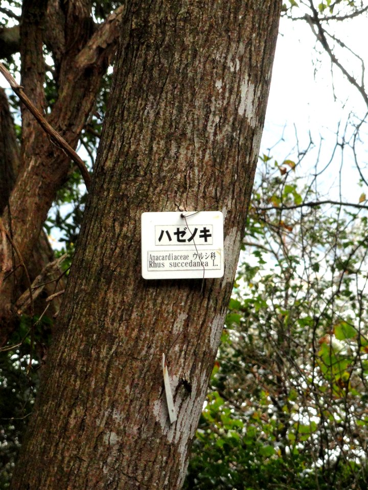 Botanical specimen in the Miyajima Natural Botanical Garden, Hatsukaichi, Hiroshima, Japan.