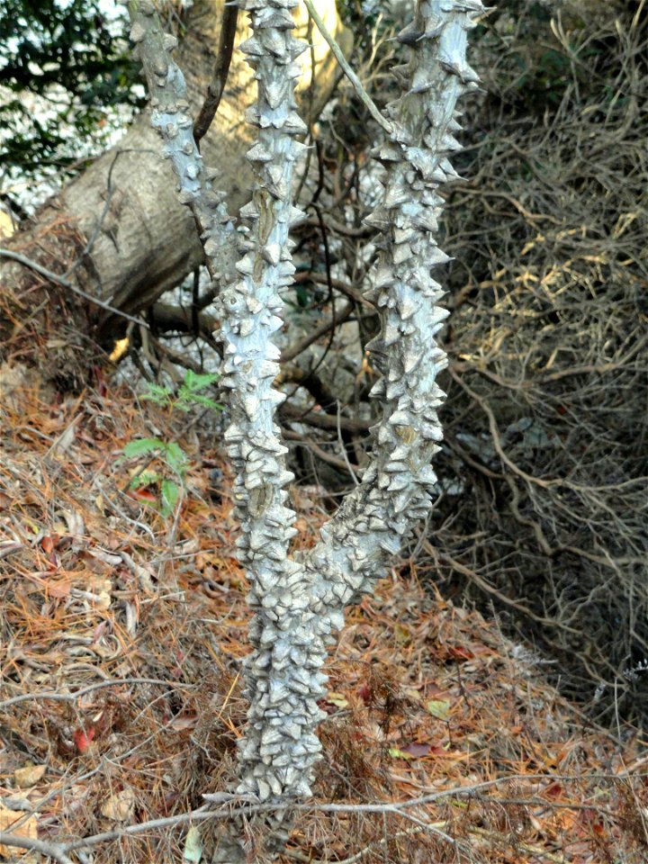 Botanical specimen in the Miyajima Natural Botanical Garden, Hatsukaichi, Hiroshima, Japan.
