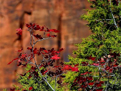 Image title: Red leaves in zion national park Image from Public domain images website, http://www.public-domain-image.com/full-image/nature-landscapes-public-domain-images-pictures/national-parks-rese photo