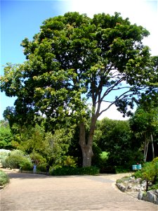 Red mahogany at Kirstenbosch Botanical Garden in Cape Town photo