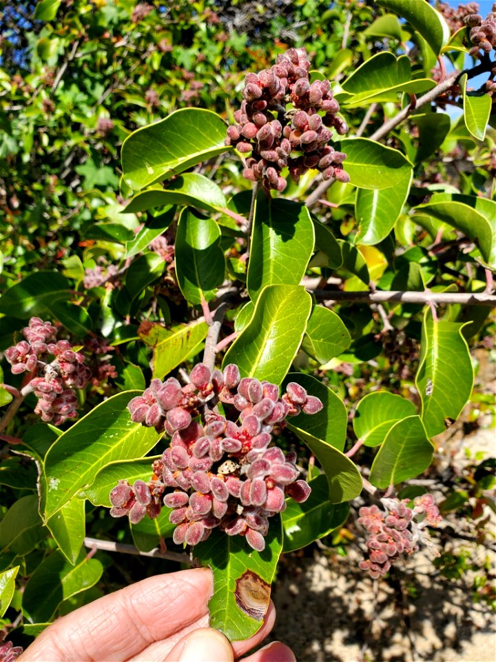 Photo of sugar bush uploaded from iNaturalist.