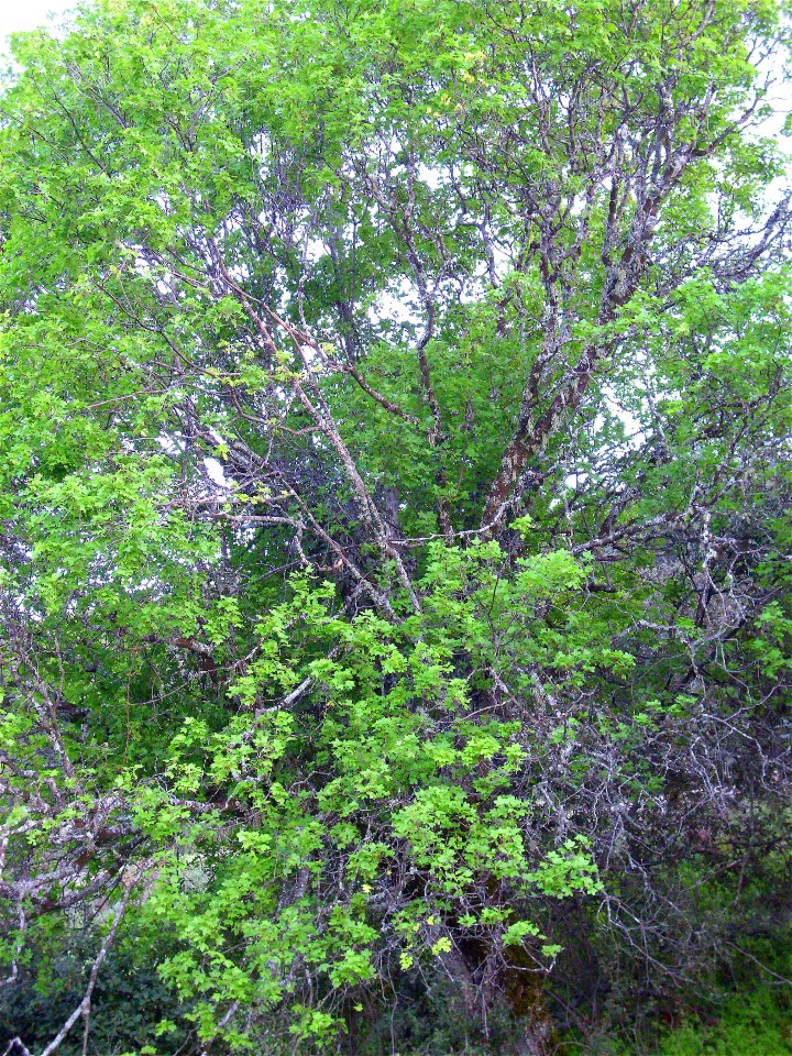 Acer monspessulanum habit, Sierra Madrona, Spain