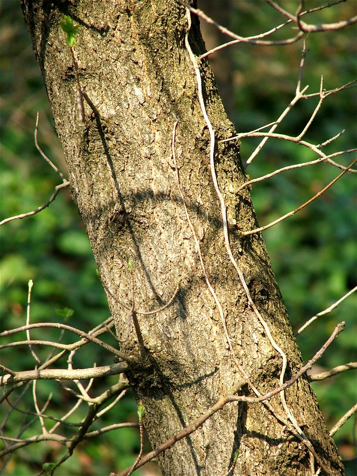 Acer monspessulanum subsp. turcomanicum (Pojark.) E. Murr. bark - MTA Botanic Garden Vácrátót, Hungary
