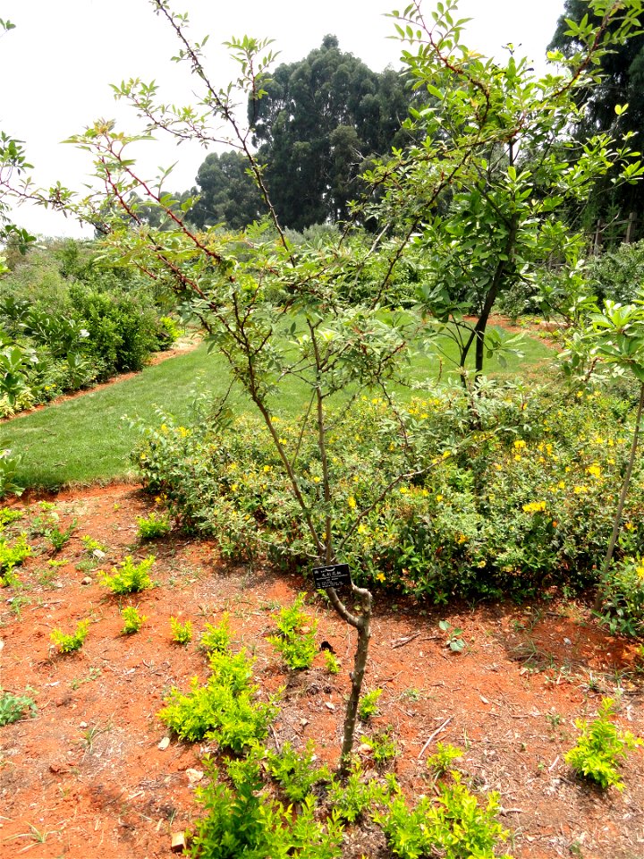 Plant specimen in the Kunming Botanical Garden, Kunming, Yunnan, China.