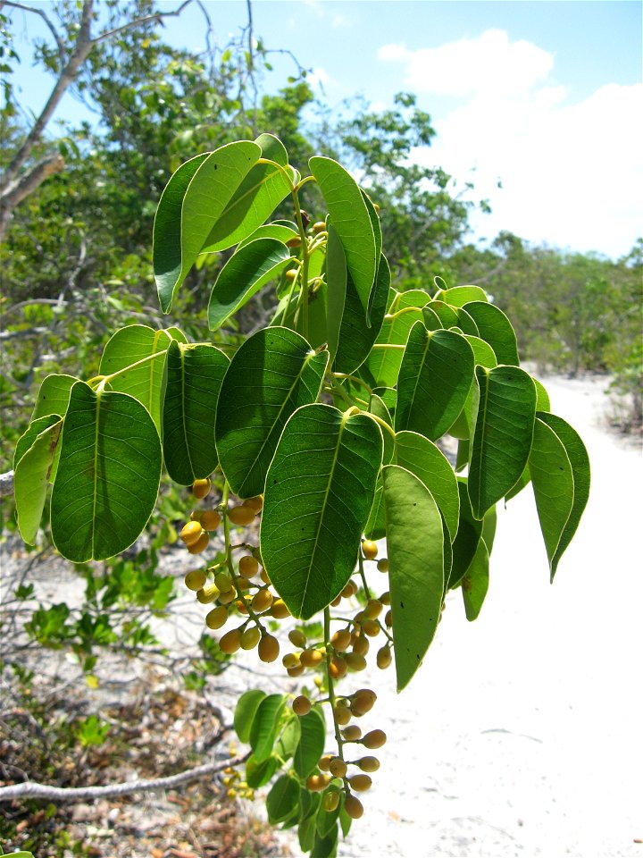 Metopium toxiferum, at Long Key State Park, Monroe County, Florida.