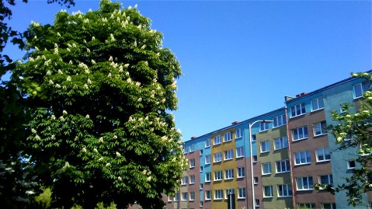 Drzewo kasztanowca przy ulicy Strzeleckiej w Tomaszowie Mazowieckim photo