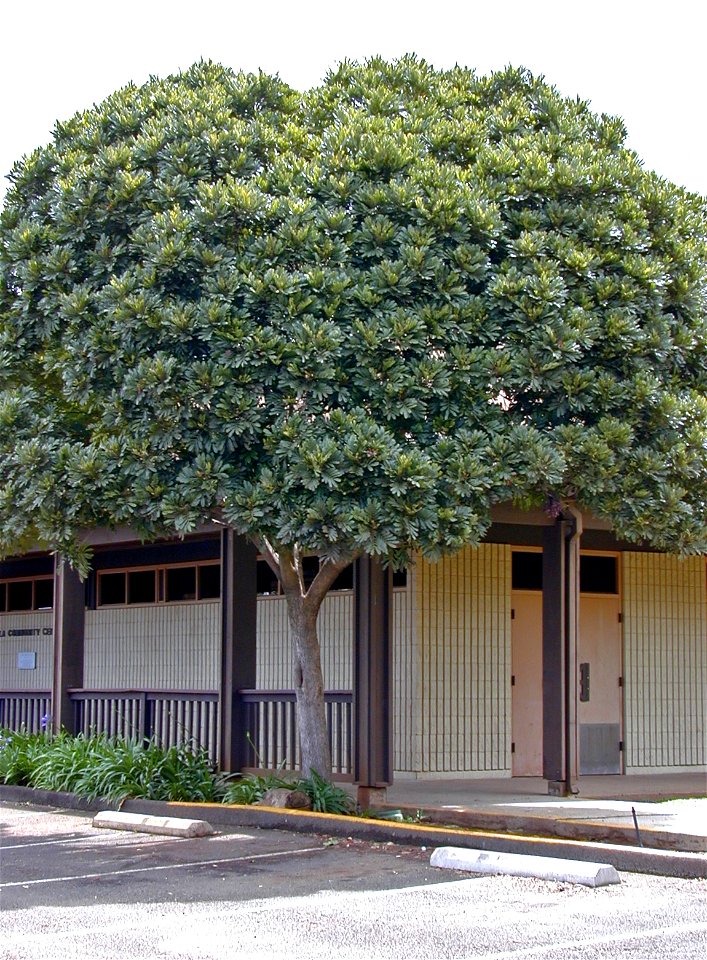 Filicium decipiens - Fern tree