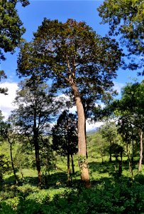 Canarium strictum tree in the Anamalai Hills, India photo