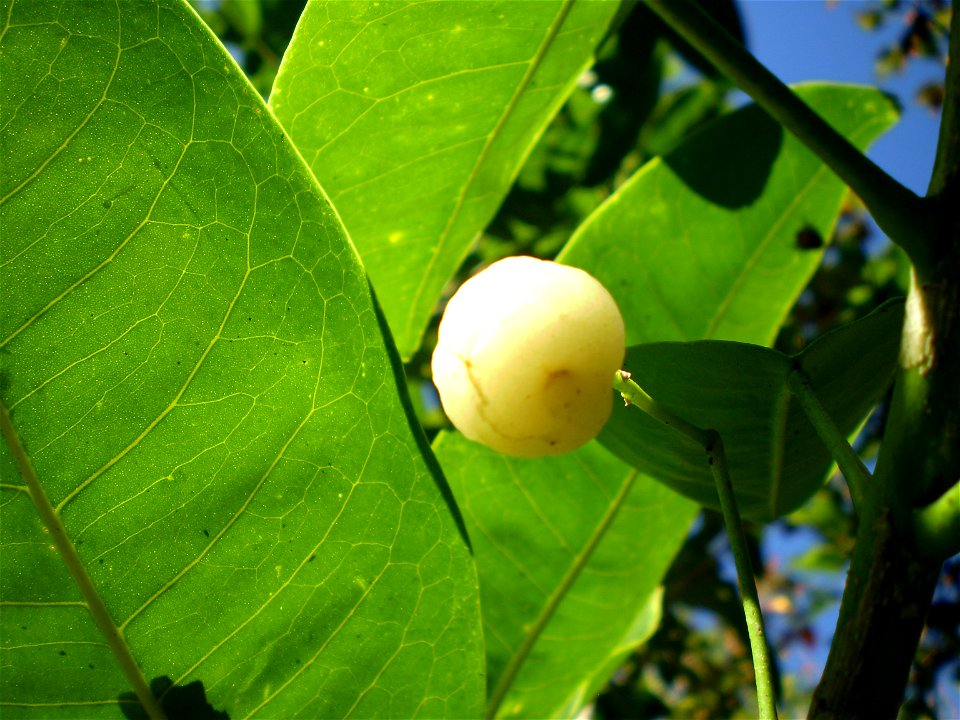 Fruit and leaf of Acronychia acidula, lemon aspen. Cultivated speciman, Northern NSW, Australia.
