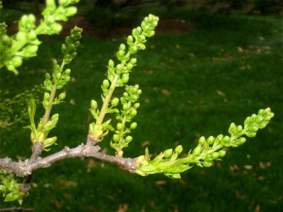 Xanthoceras sorbifolium, Arnold Arboretum, Jamaica Plain, Boston, Massachusetts, USA.