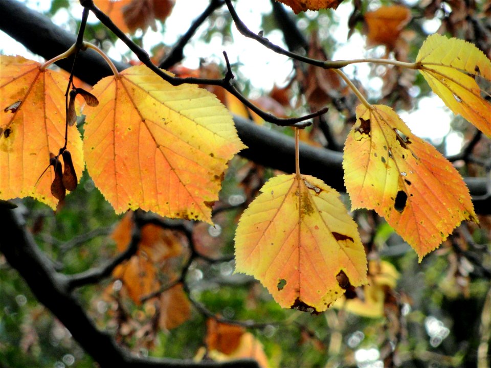 Botanical specimen in the Miyajima Natural Botanical Garden, Hatsukaichi, Hiroshima, Japan. photo