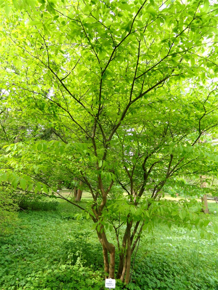 Acer carpinifolium specimen in the Botanischer Garten München-Nymphenburg, Munich, Germany.