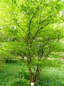 Acer carpinifolium specimen in the Botanischer Garten München-Nymphenburg, Munich, Germany. photo