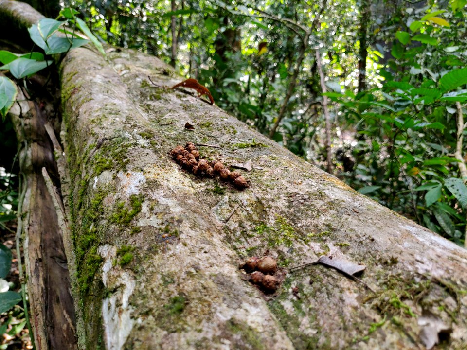 Scat of brown palm civet (Paradoxurus jerdoni) with Acronychia pedunculata seeds on a fallen log in the Anamalai Hills, India