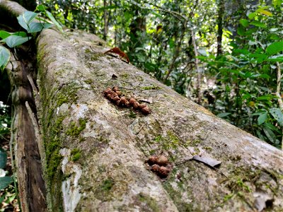 Scat of brown palm civet (Paradoxurus jerdoni) with Acronychia pedunculata seeds on a fallen log in the Anamalai Hills, India photo