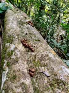 Scat of brown palm civet (Paradoxurus jerdoni) with Acronychia pedunculata seeds on a fallen log in the Anamalai Hills, India