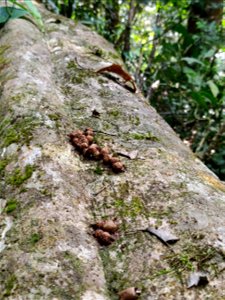 Scat of brown palm civet (Paradoxurus jerdoni) with Acronychia pedunculata seeds on a fallen log in the Anamalai Hills, India