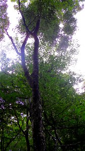 속리산에서 촬영된 고로쇠나무