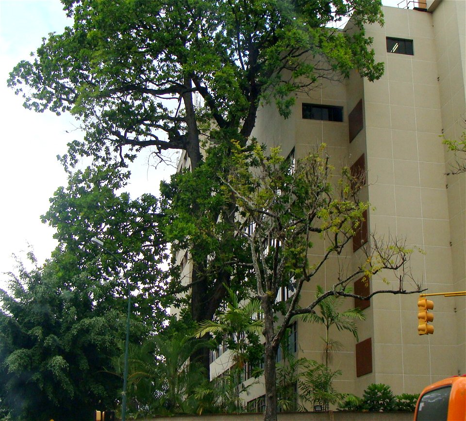 Un corpulento mijao junto a una clínica en la urbanización Altamira, en Caracas