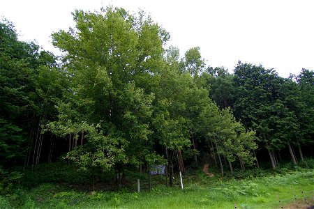 Autogenous area of Acer pycnanthum (Iwamura, Ena City, Gifu Pref., Japan