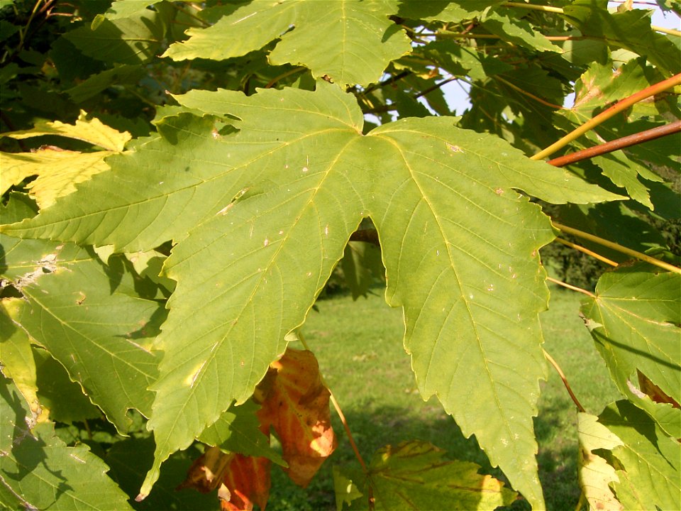 This photo shows Acer heldreichii