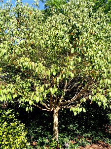 Acer cissifolium specimen in the J. C. Raulston Arboretum (North Carolina State University), 4415 Beryl Road, Raleigh, North Carolina, USA. photo