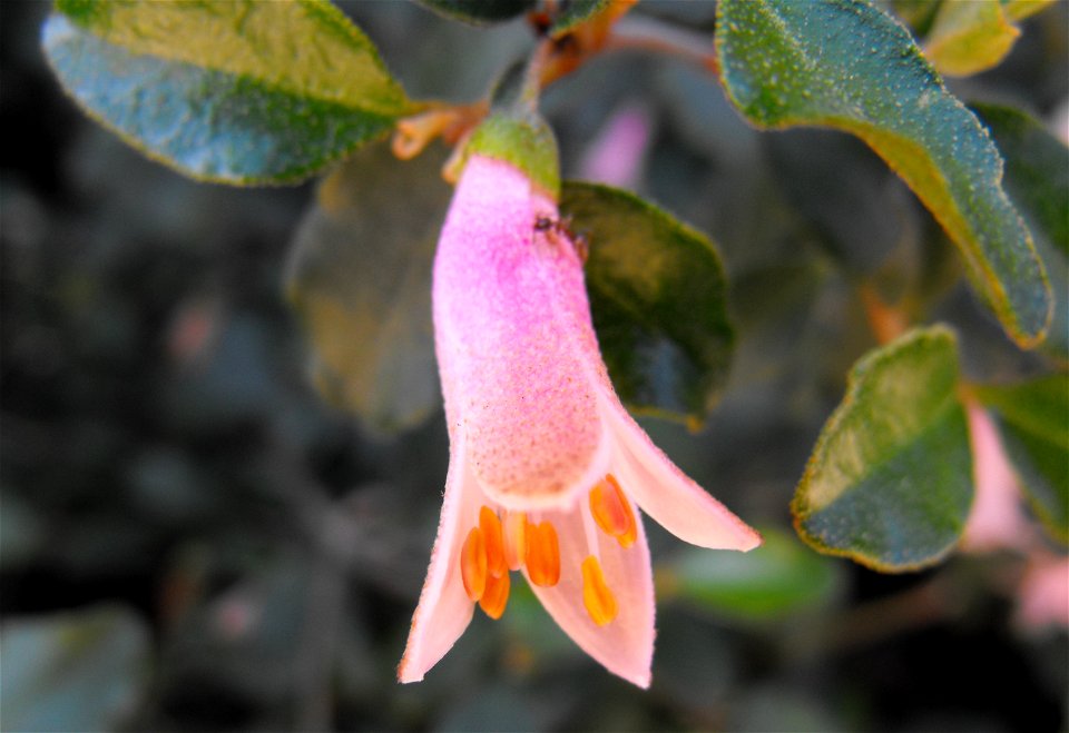 Correa pulchella at the Water Conservation Garden at Cuyamaca College, El Cajon, California, USA. Identified by sign.