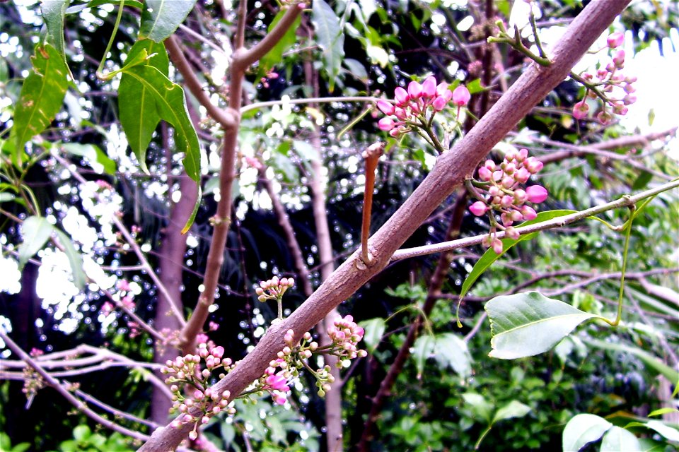 Melicope rubra syn. Evodiella muelleri (Little Euodia), Rainforest, Roma Street Parkland, Brisbane