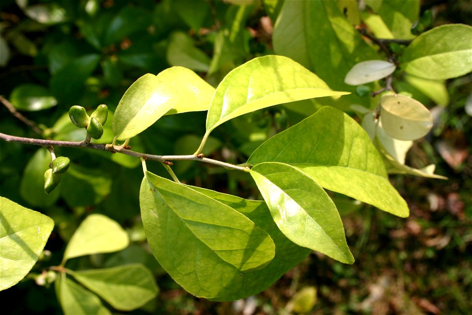 Blattstellung von Orixa japonica