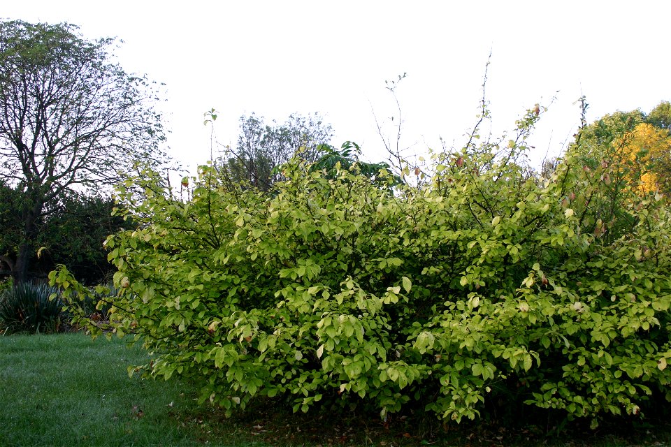 Orixa japonica im Botanischen Garten Marburg