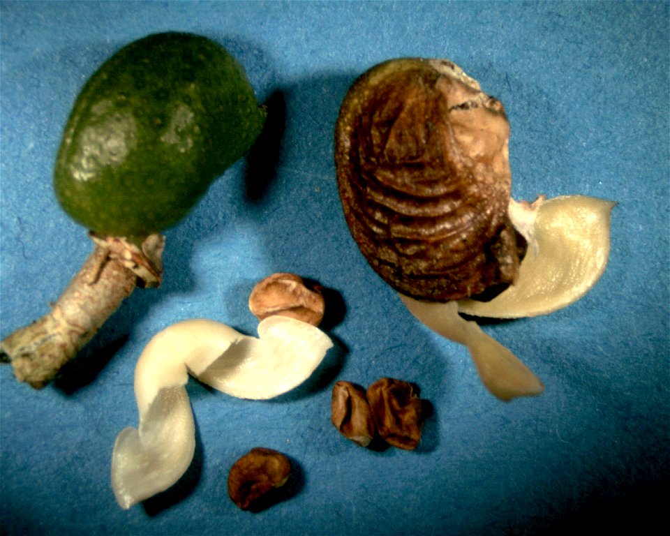 Frucht und Same von Orixa japonica