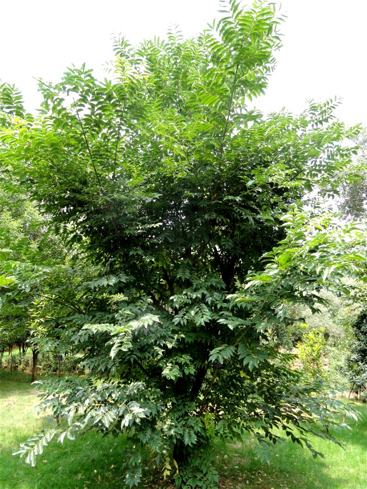 Plant specimen in the Kunming Botanical Garden, Kunming, Yunnan, China.