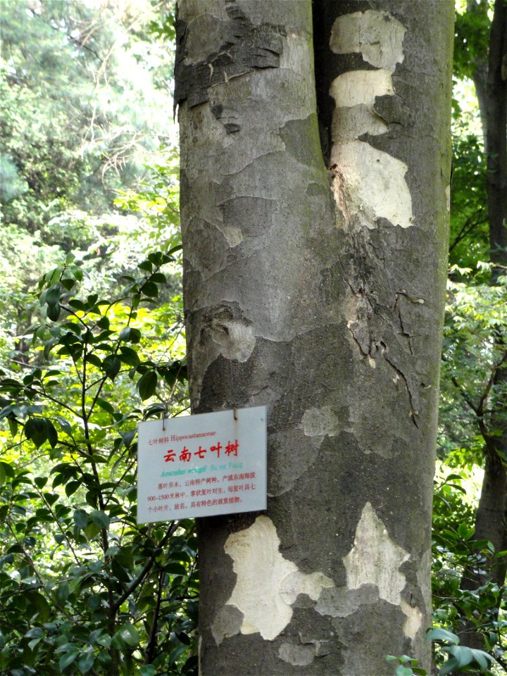 Plant specimen in the Kunming Botanical Garden, Kunming, Yunnan, China.