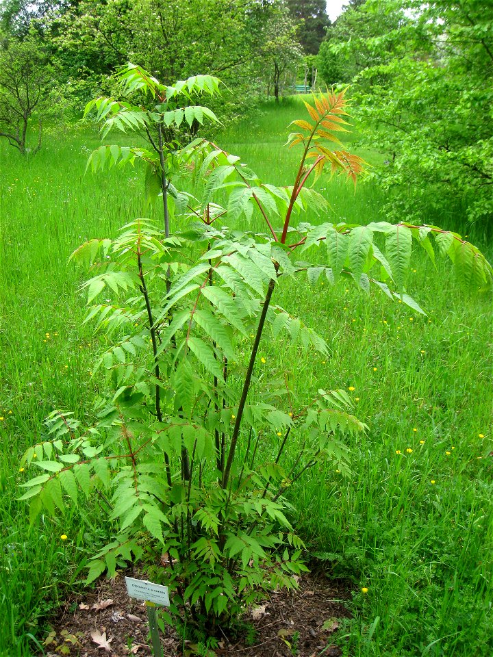Dipteronia sinensis specimen in the Botanischer Garten, Berlin-Dahlem (Berlin Botanical Garden), Berlin, Germany.