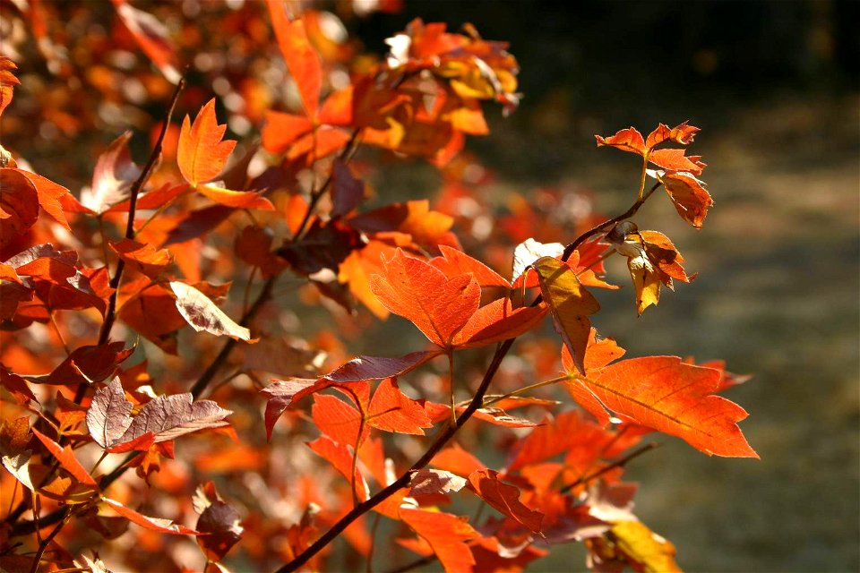 Autumn leaves of Searsia dentata (syn. Rhus dentata), Gauteng, South Africa