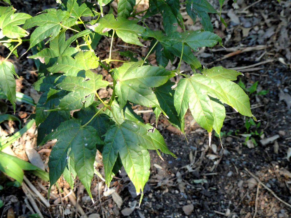 Acer elegantulum specimen in the J. C. Raulston Arboretum (North Carolina State University), 4415 Beryl Road, Raleigh, North Carolina, USA. photo