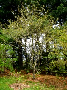 Acer henryi, Arnold Arboretum, Jamaica Plain, Boston, Massachusetts, USA.