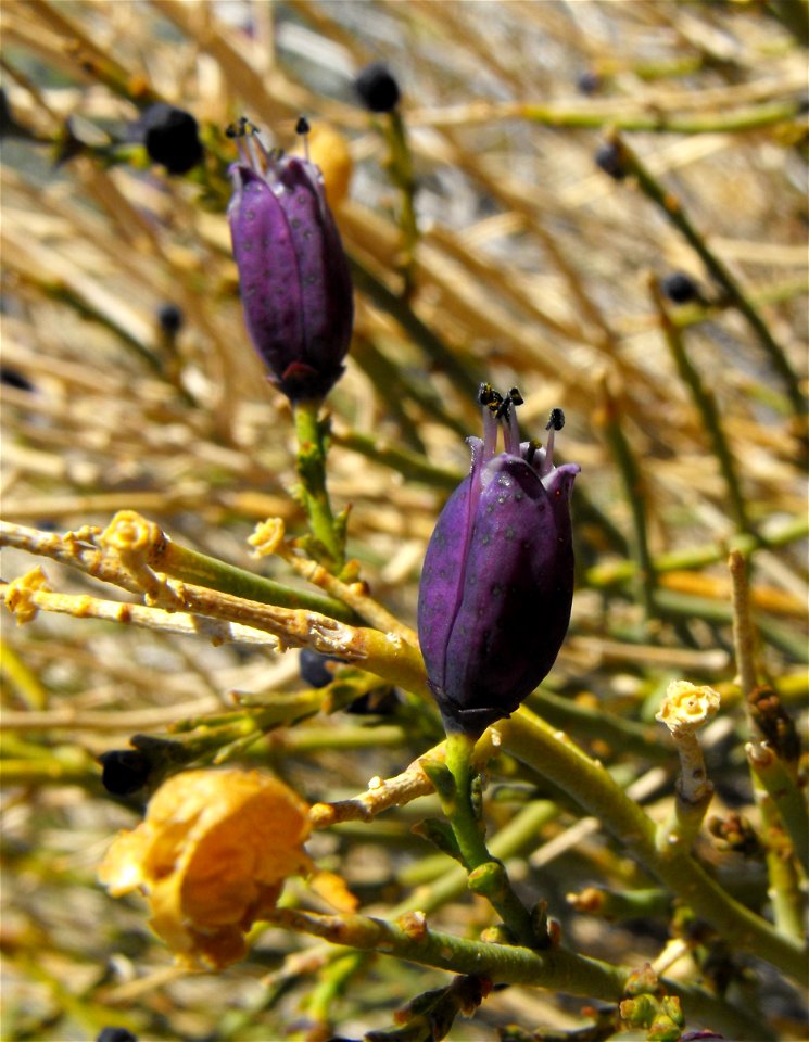 Thamnosma montana in Anza Borrego Desert State Park, California, USA. photo