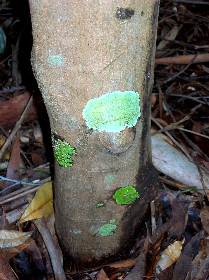 Acronychia pubescens, labeled at the Coffs Harbour Botanic Gardens, Australia