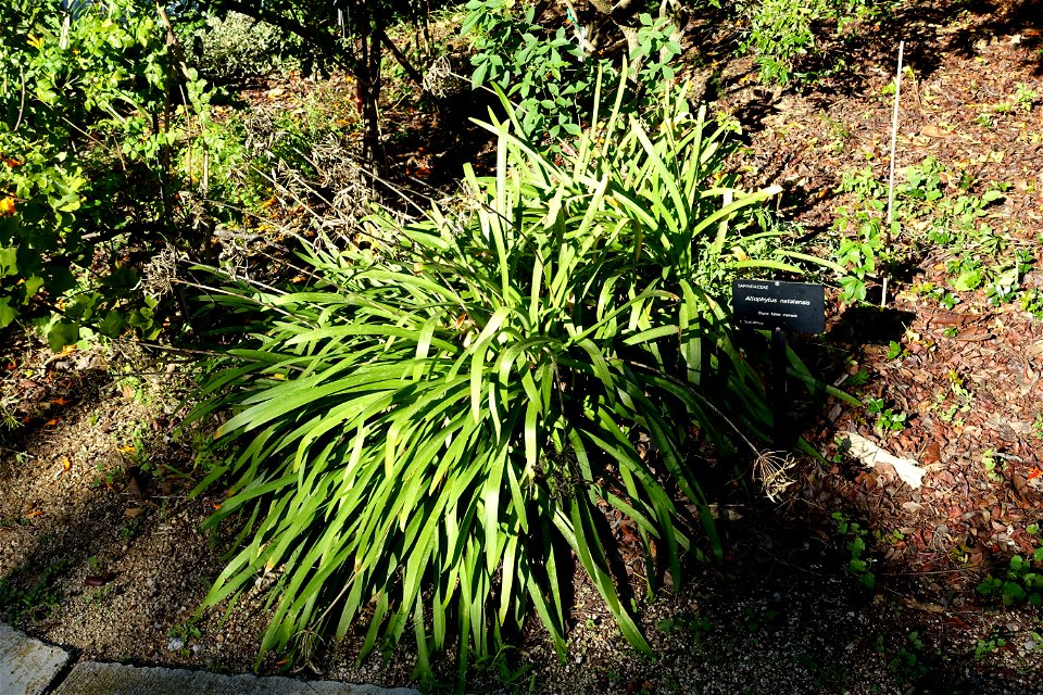 Allophylus natalensis botanical specimen (behind the sign) in the Jardín Botánico de Barcelona - Barcelona, Spain. The main plant in the photo is perhaps Agapanthus. photo