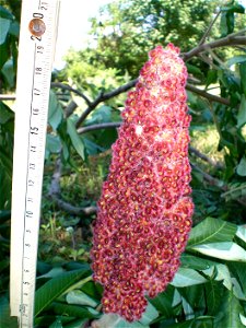 A measure of Sumac's flowers. Flowers will last all the winter, although their color slowly fades to brownish. The smallest flower I've found was about a fist. Flower usually do have this size. Red fl photo