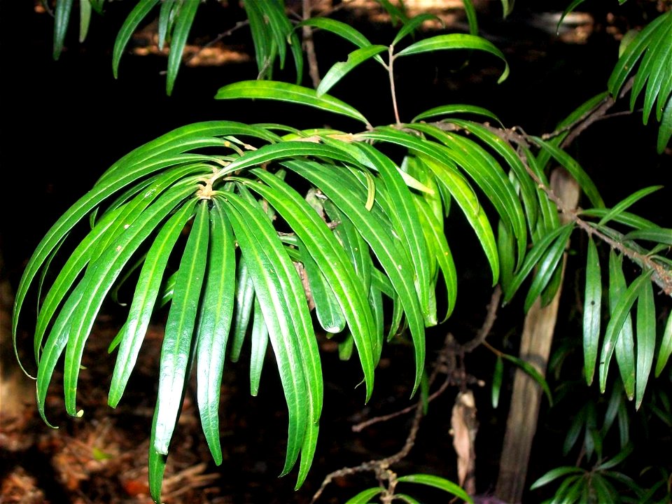 Moonee Quassia, Coffs Harbour Botanic Gardens. Quassia Species B
