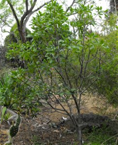 — Parry's buckeye. Endemic to northern Baja California state (México), in the Sonoran Desert ecoregion. At the San Diego Botanic Garden (formerly Quail Botanical Gardens) in Encinitas, California. Ide photo